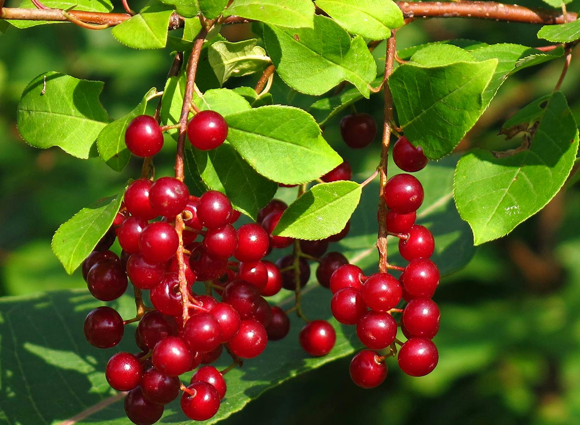 Photo by SHO Farm's Wildlife Biologist Susan C. Morse | one of our land stewardship practices is to ensure abundant, continual & diverse wildlife food sources like these chokecherries