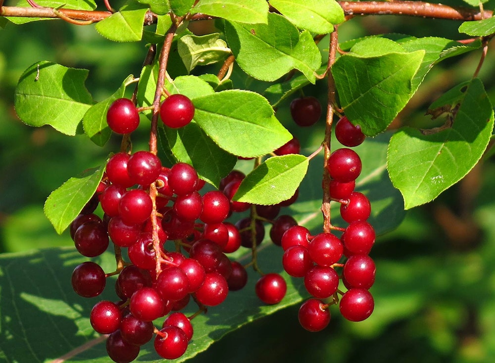 Photo by SHO Farm's Wildlife Biologist Susan C. Morse | one of our land stewardship practices is to ensure abundant, continual & diverse wildlife food sources like these chokecherries