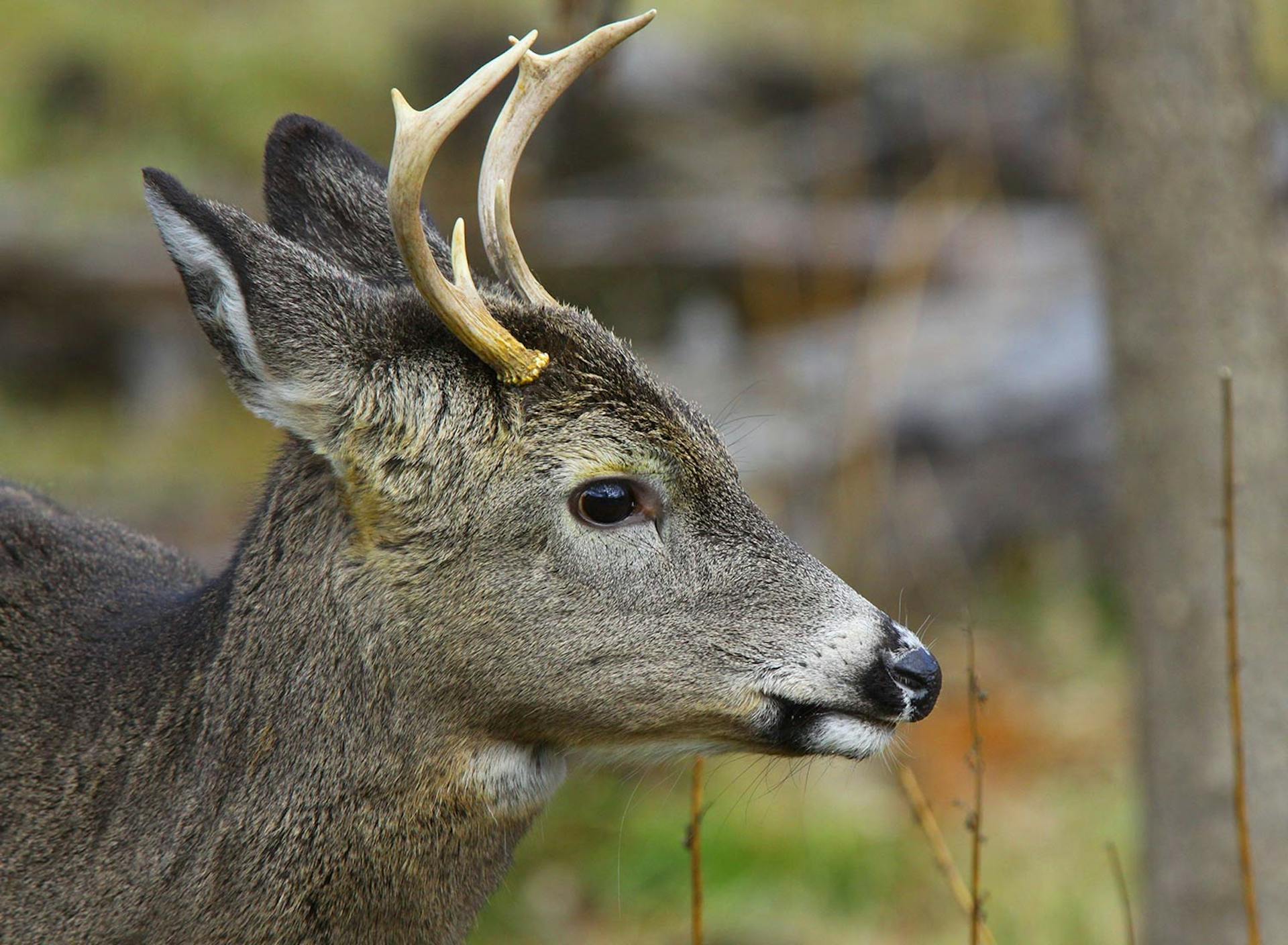 Photo © Susan C. Morse, SHO Farm's wildlife biologist | one our land stewardship practices is to ensure safe & healthy habitat for wildlife like this young buck