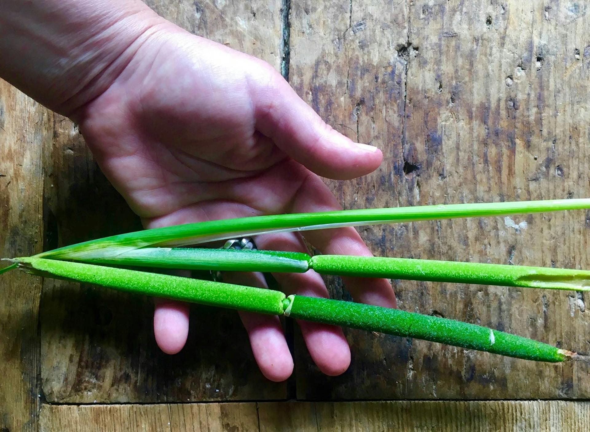 Food Lab at SHO: vegan gastronomy in a cold climate | cattail experimentation