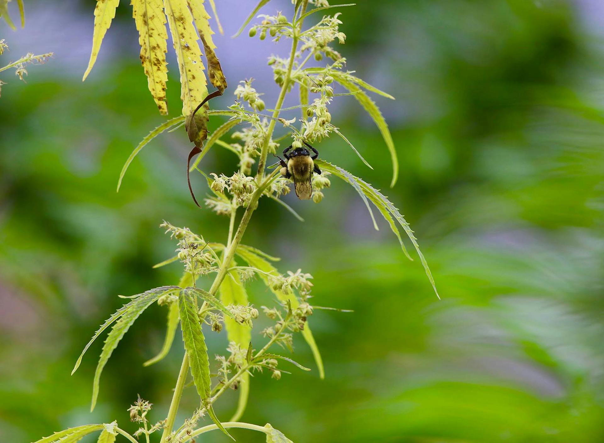 Sanctuary at SHO: redefining animal agriculture | partnering with wildlife, like this pollinator, to steward non-harming perennial food systems while ensuring safe & healthy habitat