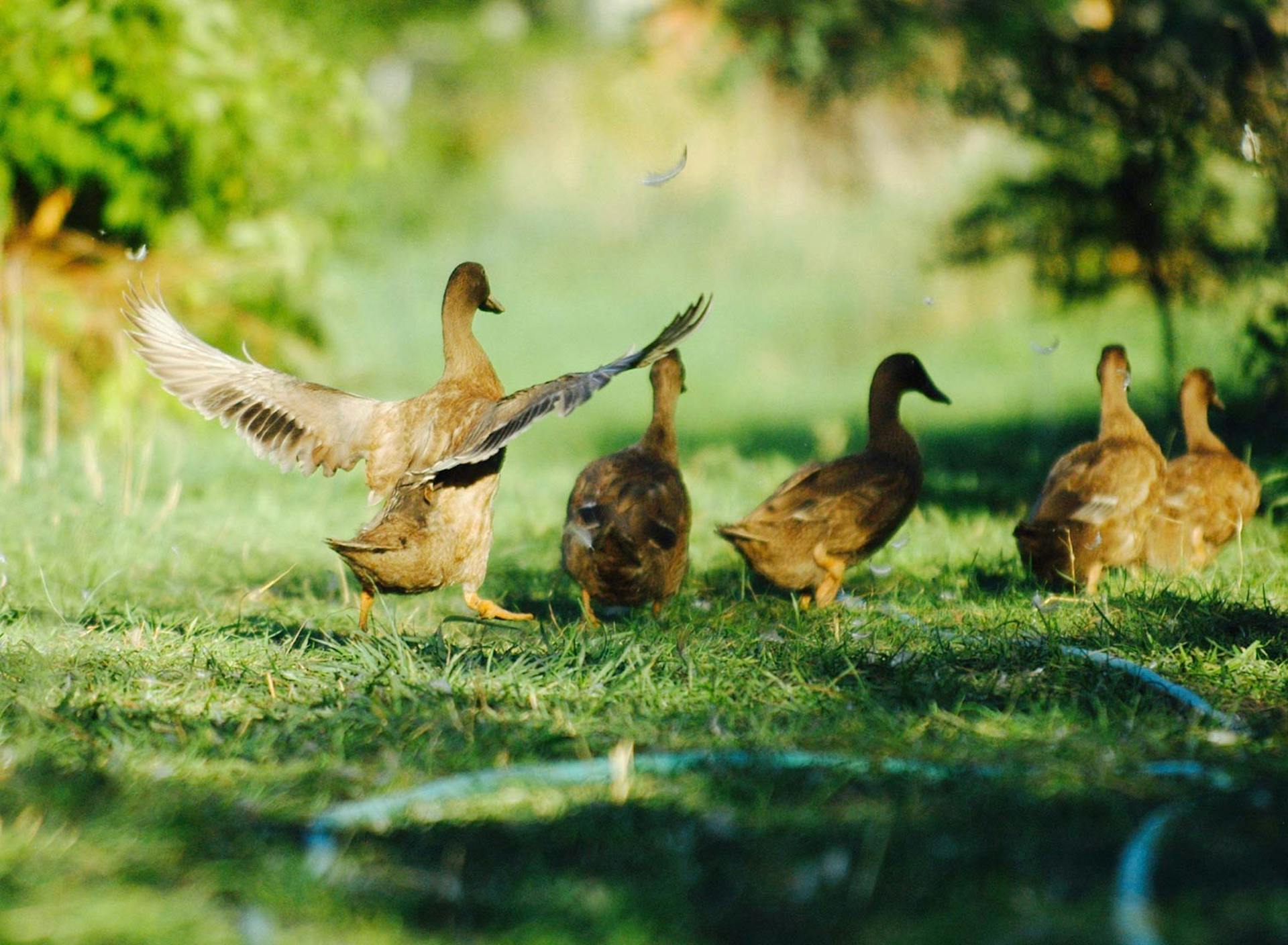 Sanctuary at SHO: redefining animal agriculture | partnering with 100+ rescued ducks to steward non-harming perennial food systems