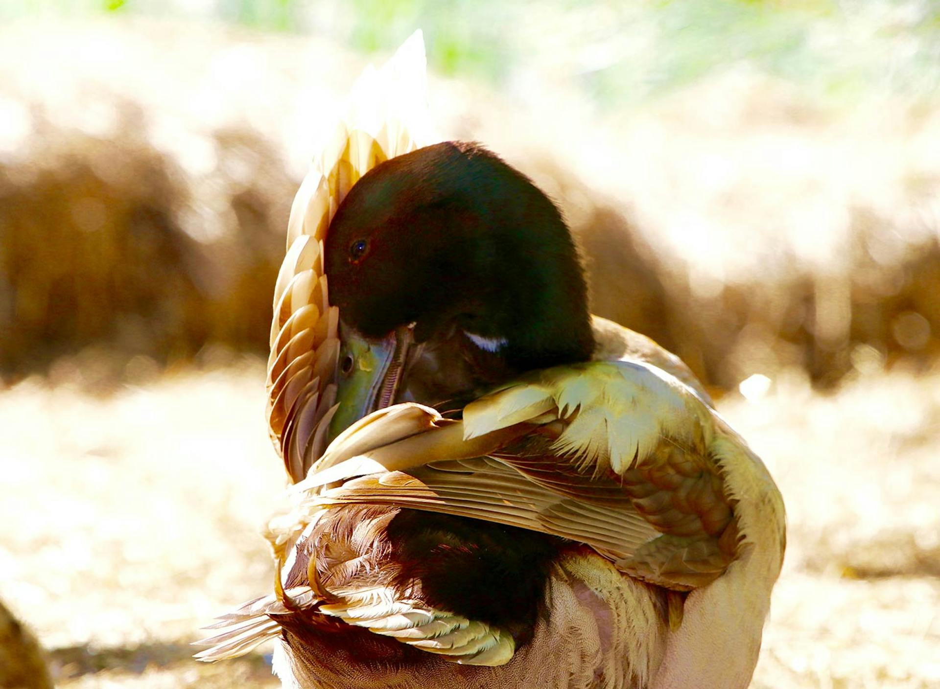 Sanctuary at SHO: redefining animal agriculture | partnering with 100+ rescued ducks to steward non-harming perennial food systems