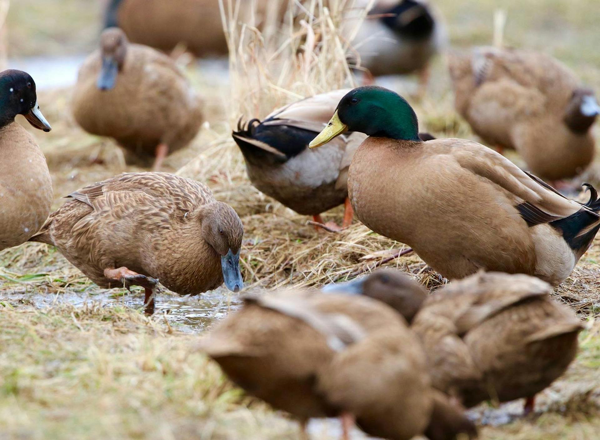 Sanctuary at SHO: redefining animal agriculture | partnering with 100+ rescued ducks to steward non-harming perennial food systems