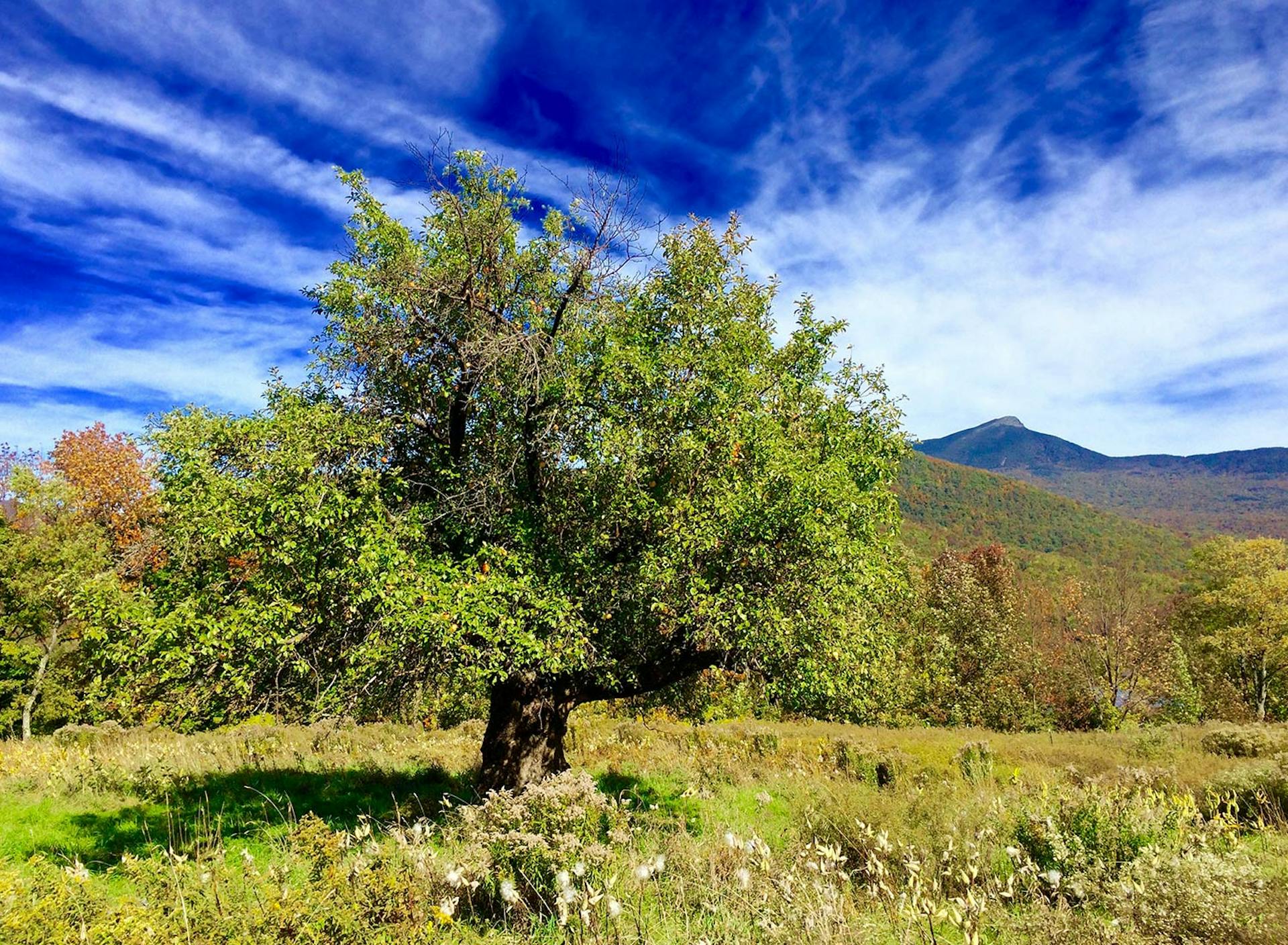 SHO Farm: vegan wild farming in a cold climate | fall apple harvest of our largest productive tree we call grand dame