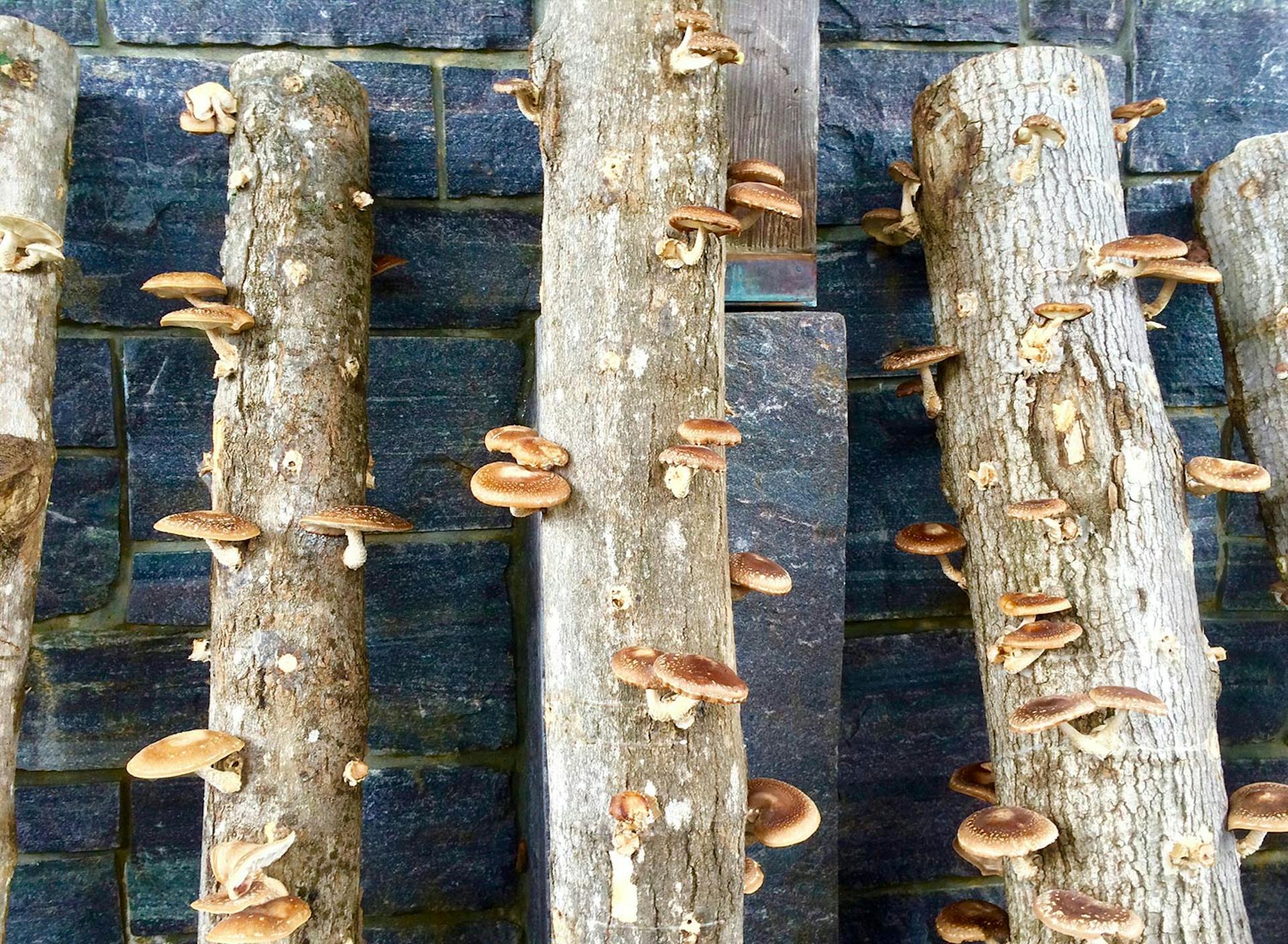 SHO Farm: vegan wild farming in a cold climate | cultivated shiitake mushrooms grown in our nursery