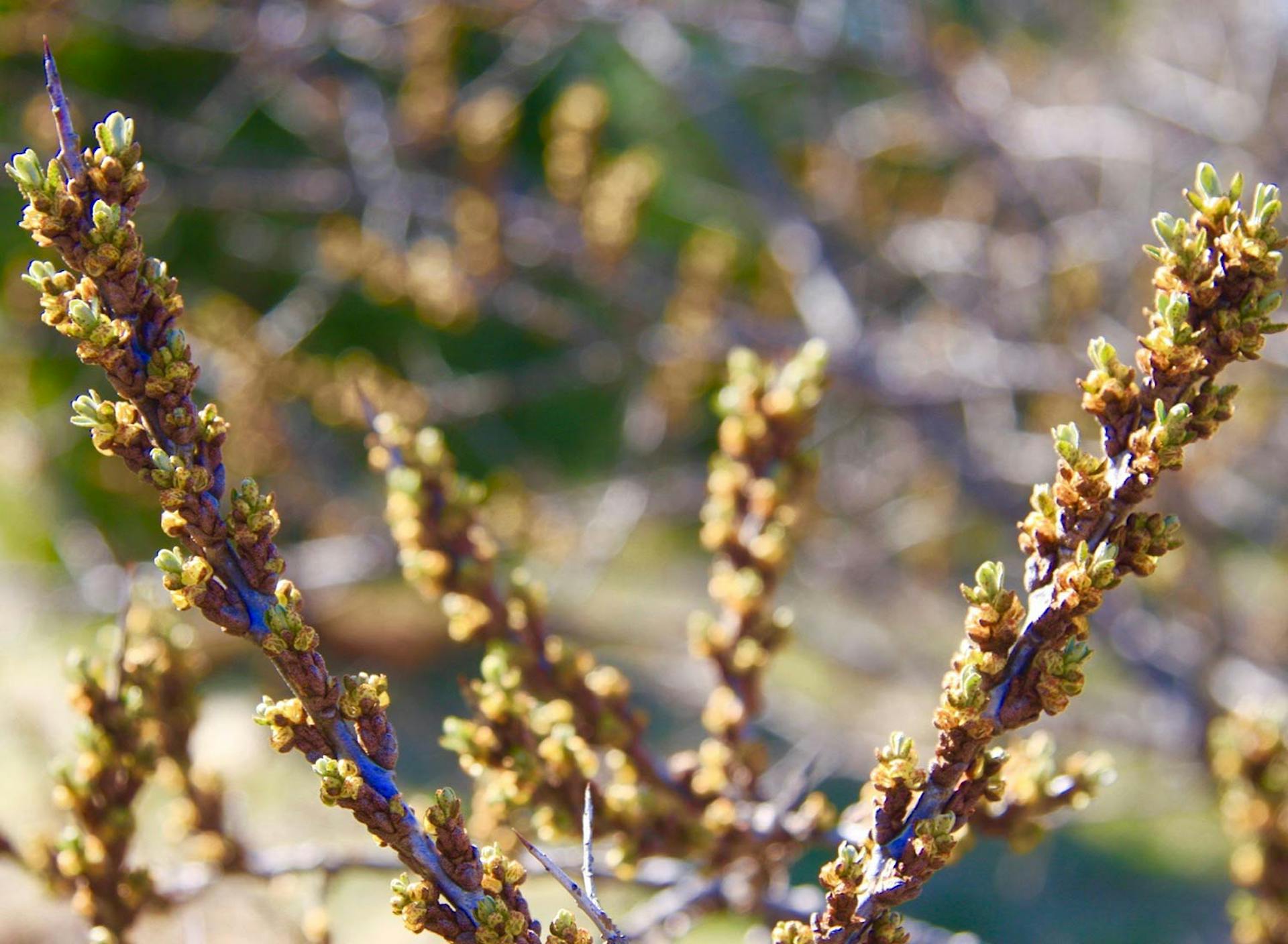 Vermont Seaberry Co at SHO | female seaberry shrub starting to flower
