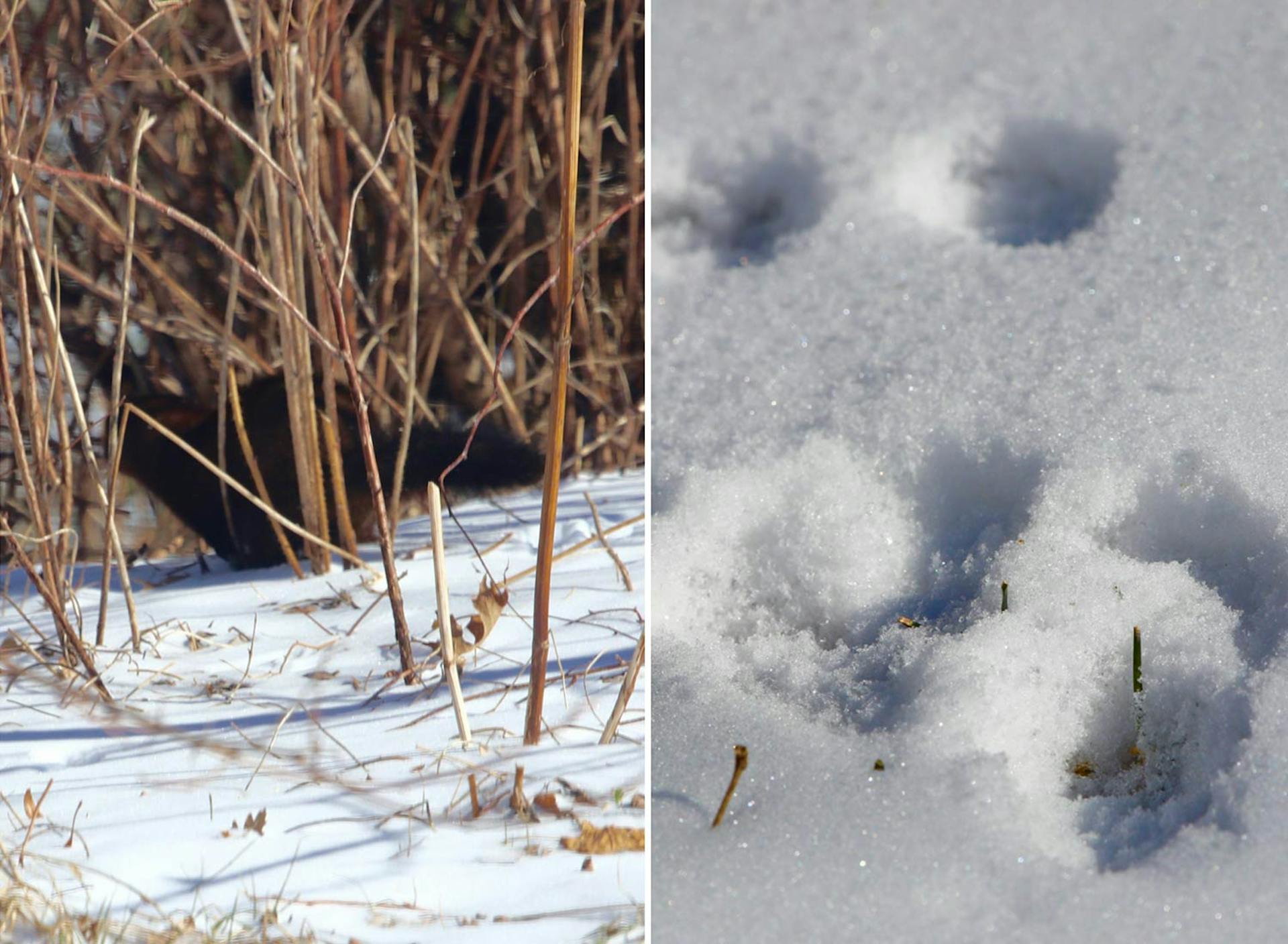 Sanctuary at SHO: redefining animal agriculture | using our tracking skills in partnering with wildlife, like this mink, to steward non-harming perennial food systems while ensuring safe & healthy habitat