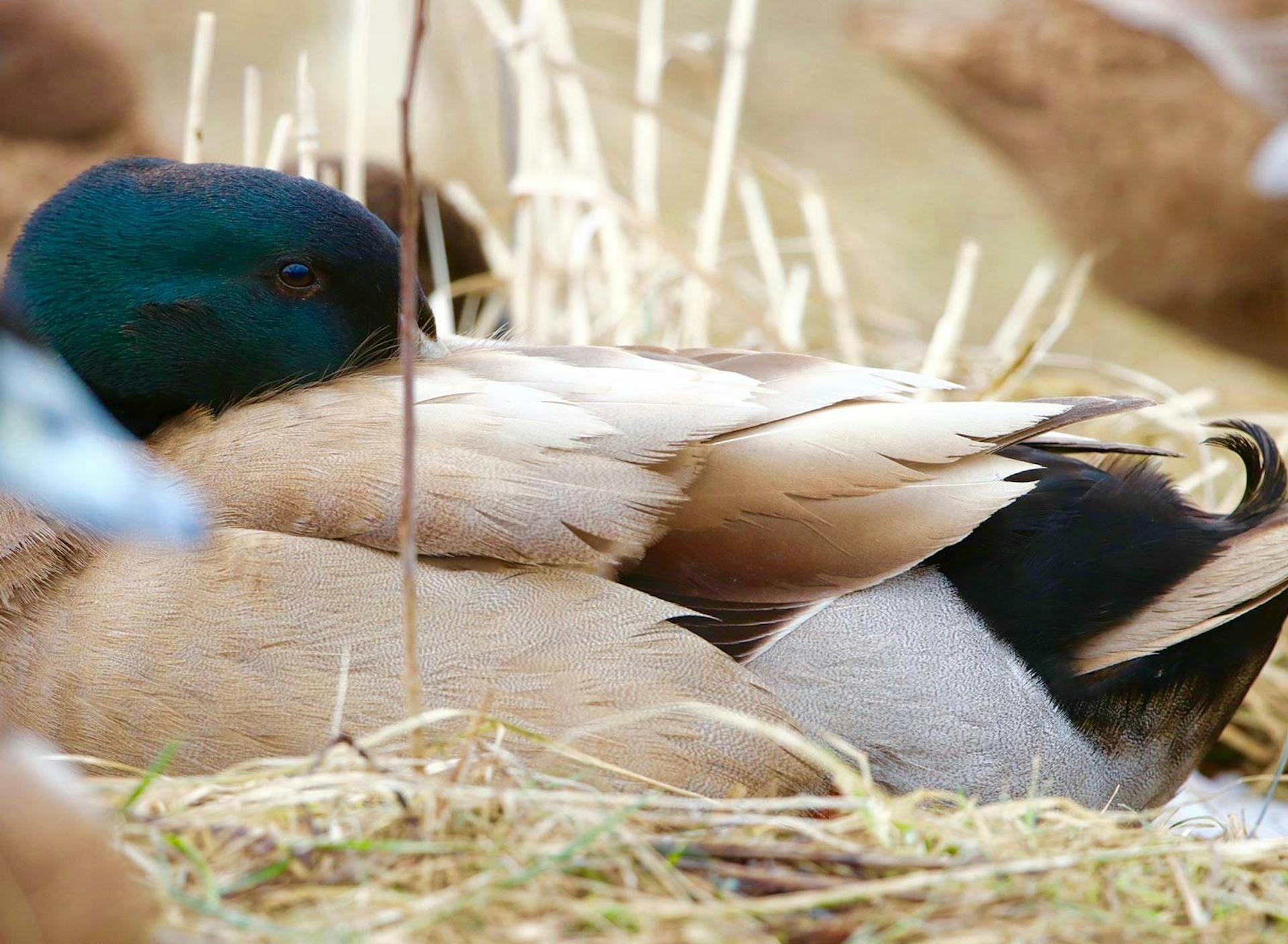 Sanctuary at SHO: redefining animal agriculture | partnering with 100+ rescued ducks to steward non-harming perennial food systems  