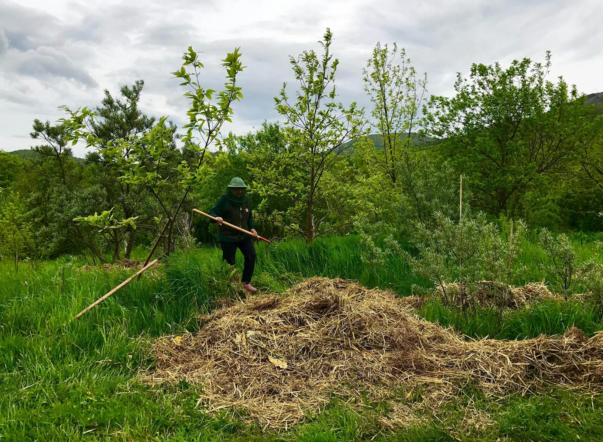 SHO Farm: vegan wild farming in a cold climate | one way we partner with our duck flock is to provide them with organic straw bedding, which once soiled and removed from their indoor living quarters is spread throughout the food system and inoculated with king stropharia mushrooms