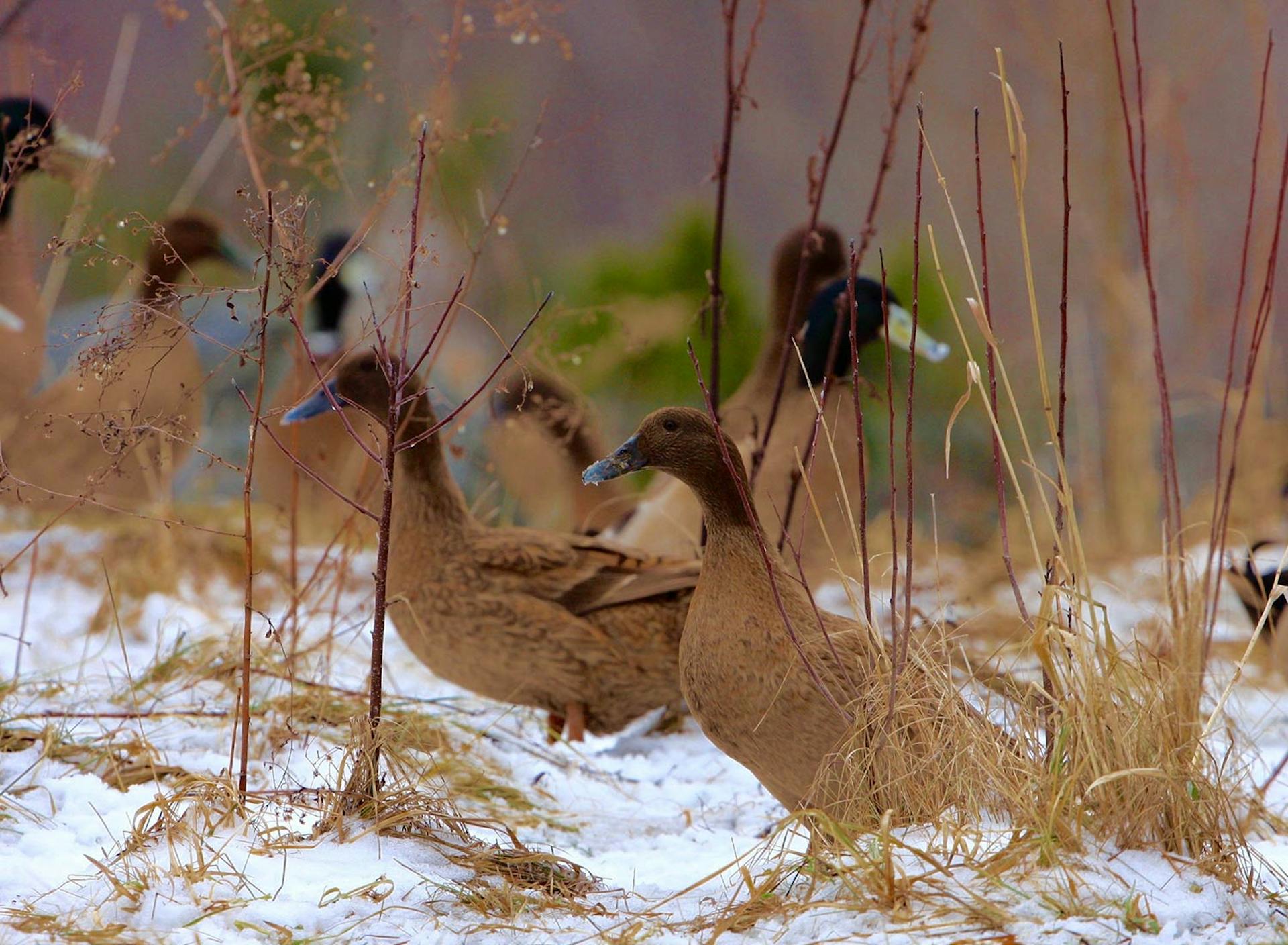 Sanctuary at SHO: redefining animal agriculture | partnering with 100+ rescued ducks to steward non-harming perennial food systems  